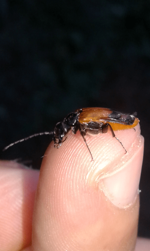 Meloidae : Stenoria analis? S.